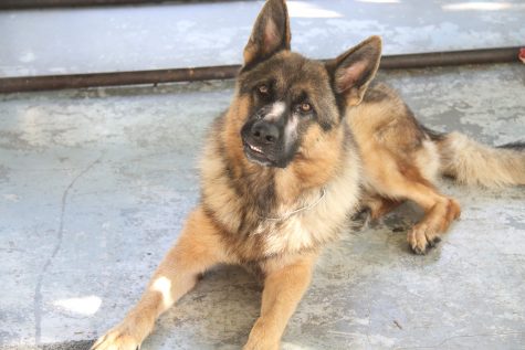 Is a Police Dog Worth the Money?