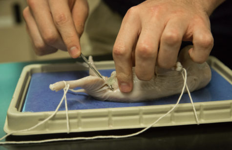 Cutting into Biology Through Dissections