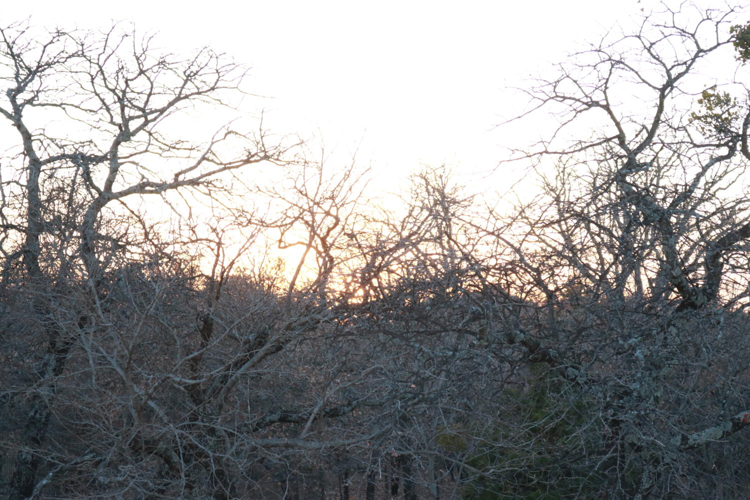 Wooded areas are quickly being destroyed to make room for new developments.