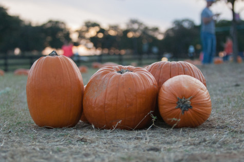 The famous pumpkins at the Flower Mound Pumpkin Patch on 10/28/15 in Flower Mound, Texas. (Photo by Micki Hirschhorn / The Talon News)