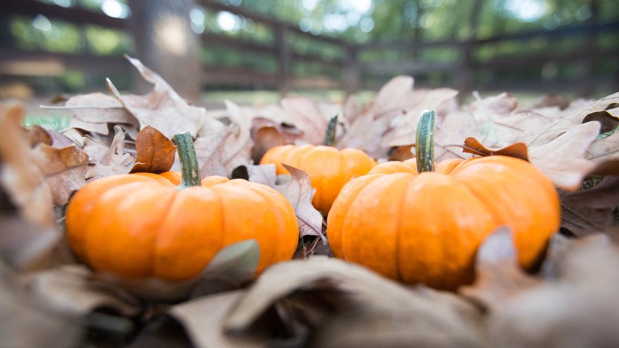 Freshly picked pumpkins lay in a pile of leaves at Argyle High School on October 10, 2016 in Argyle, Texas. (Faith Stapleton/ The Talon News)
