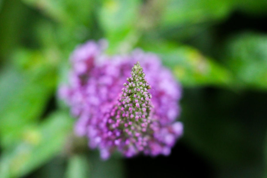 Butterfly bush near Canyon Falls in Argyle, Texas, on May 14, 2018. (Hayden Calendine / The Talon News)