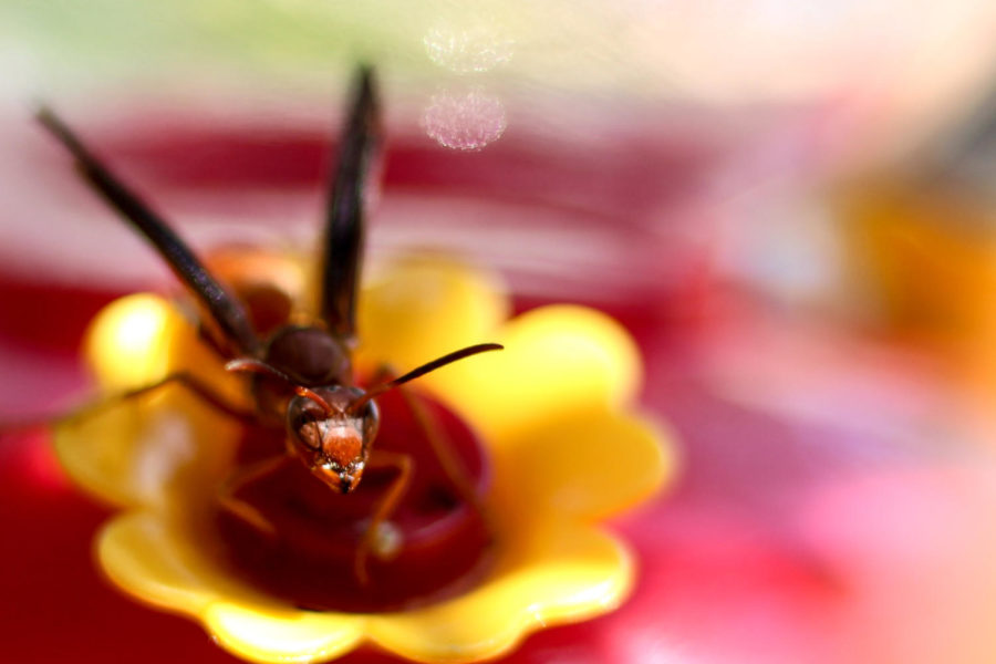 A wasp drinks the sweet sugar water from a hummingbird feeder near canyon falls in Argyle , Texas, on May 15, 2018. (Hayden Calendine / The Talon News)