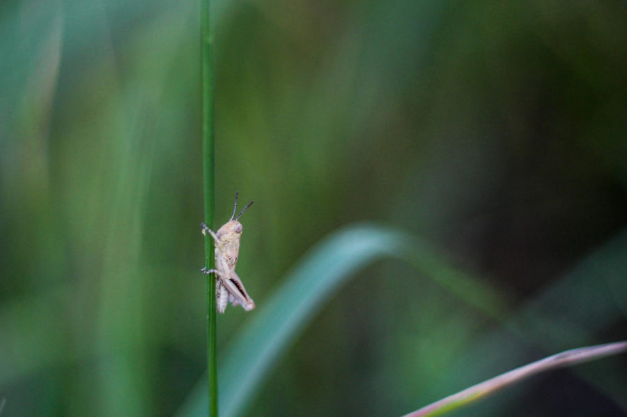 A grasshopper clings to a blade of grass on a windy spring day off of 377 in Argyle , Texas, on May 15, 2018. (Hayden Calendine / The Talon News)
