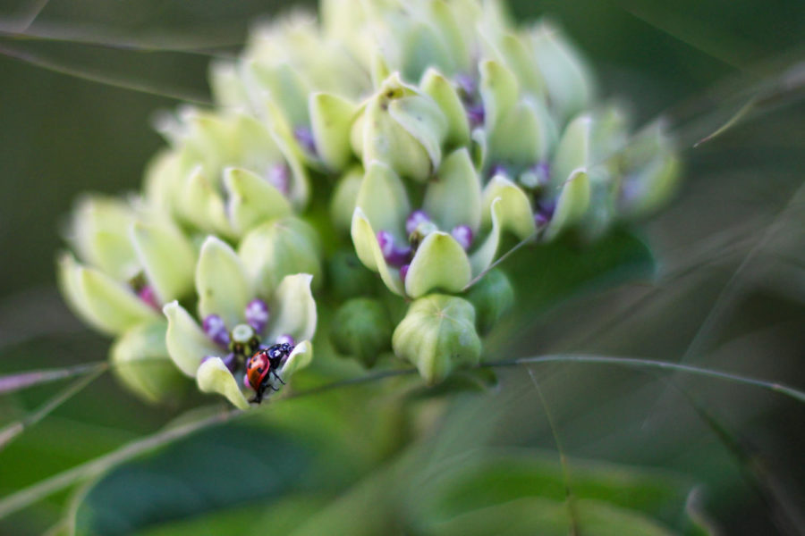 A lady bug rests upon the flower of an antelope horn in Argyle , Texas, on May 15, 2018. (Hayden Calendine / The Talon News)