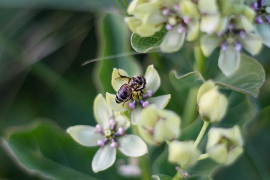 "Bee positive" A bee gravitates towards the  antelope horns blooming fowers in Argyle , Texas, on May 15, 2018. (Hayden Calendine / The Talon News)