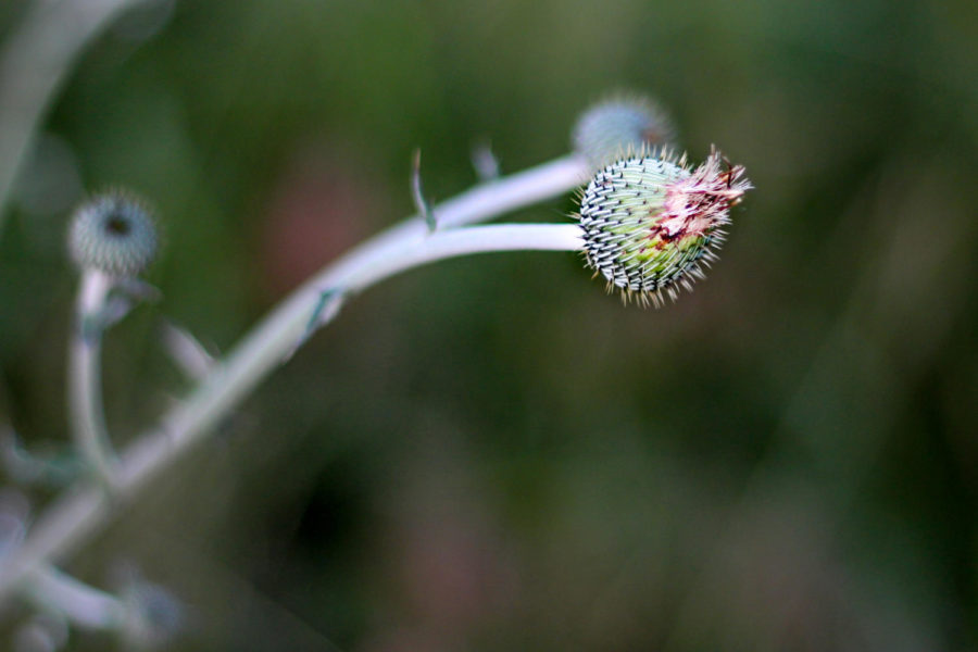 "A weed is just a flower who's virtues have never been discovered."  A thistle off of 377 in Argyle , Texas, on May 15, 2018. (Hayden Calendine / The Talon News)