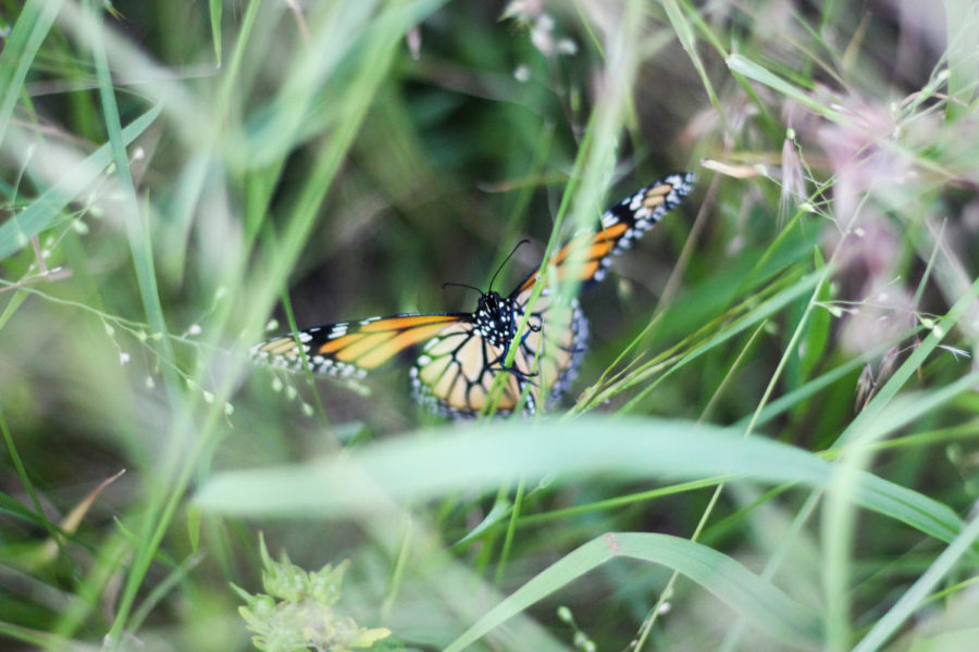 "If there was no change there would not be any butterflies." Monarch butterfly photographed off of 377 in Argyle Texas, on May 15, 2018. (Hayden Calendine / The Talon News)