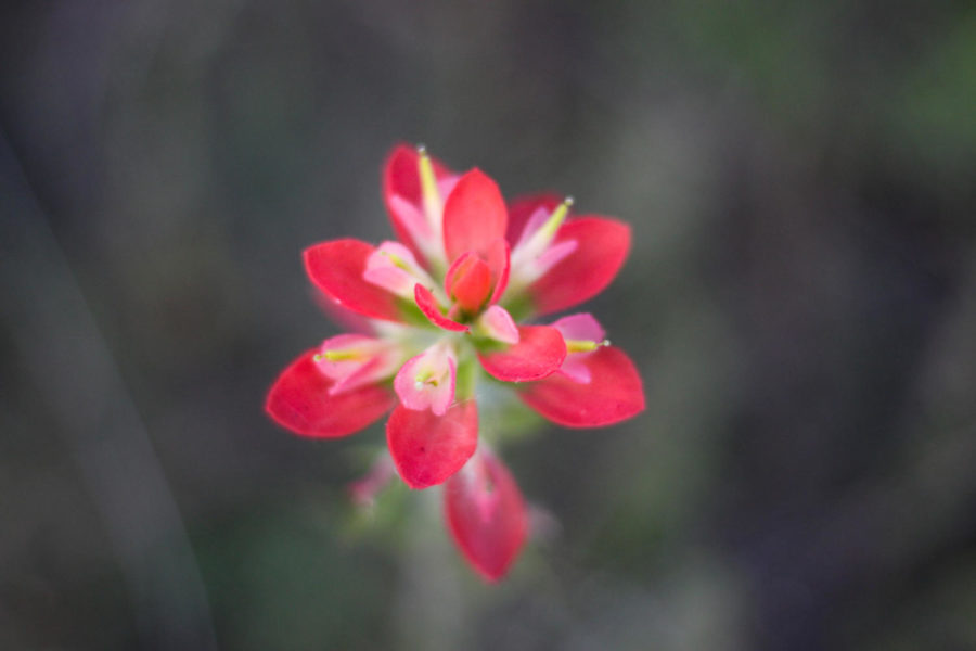 The sun reflects off of the vibrant petals of an indian paintbrush off of 377 in Argyle , Texas, on May 15, 2018. (Hayden Calendine / The Talon News)