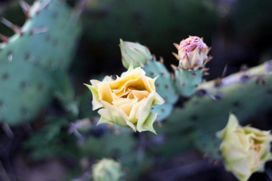 Prickly Pear cactus blooms in the sunny weather after the rain near 377 in Argyle , Texas, on May 15, 2018. (Hayden Calendine / The Talon News)