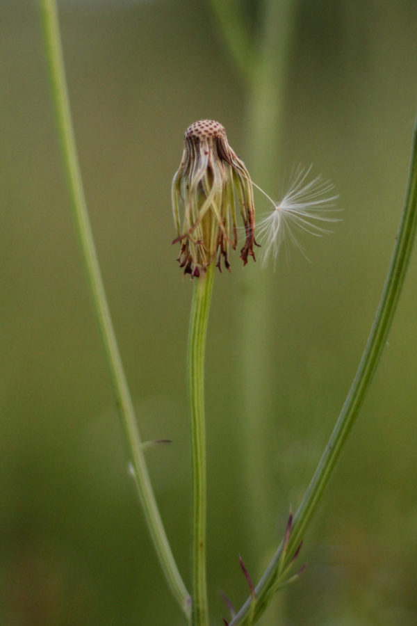 "When the world sees you as a weed, there is always someone out there who sees you as a wish or beacon of hope."  A dandelion near 377 in Argyle , Texas, on May 15, 2018. (Hayden Calendine / The Talon News)