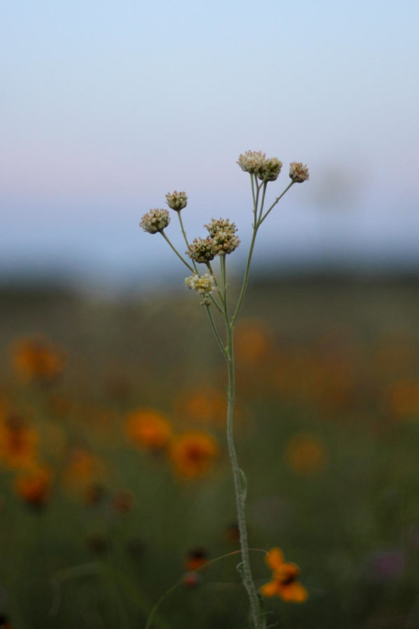 A babies breath surrounded by justin seed flowers, off of 377 in Argyle , Texas, on May 15, 2018. (Hayden Calendine / The Talon News)