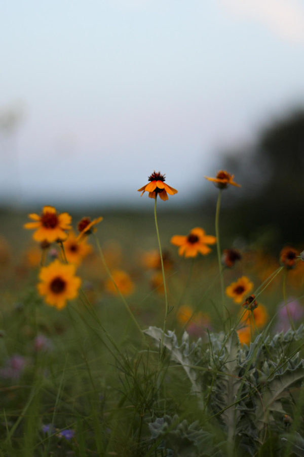 "Where flowers bloom so does hope and love." Justin seeds are flowering off of 377 in Argyle , Texas, on May 15, 2018. (Hayden Calendine / The Talon News)