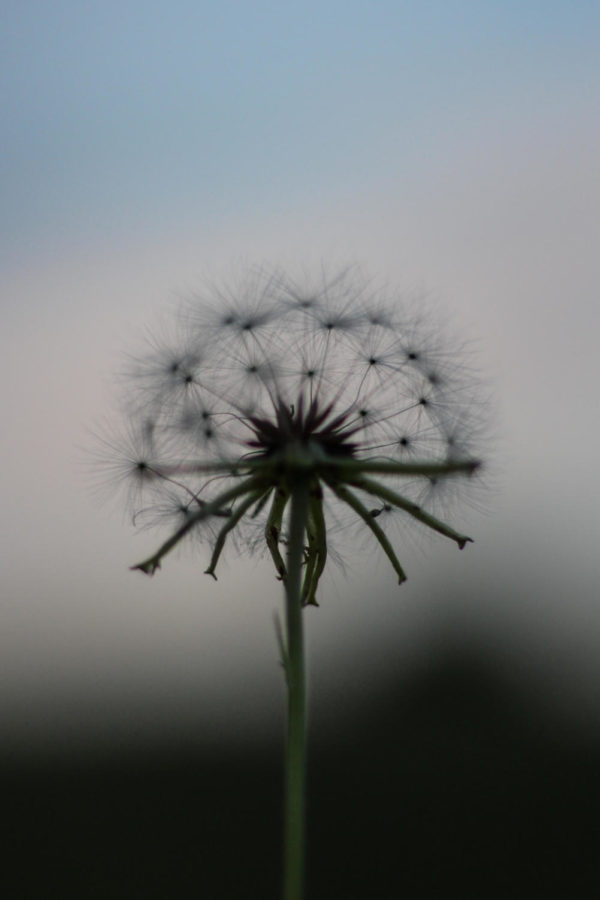 "Some see a weed, while others see a wish." A dandelion off of 377 in Argyle , Texas, on May 15, 2018. (Hayden Calendine / The Talon News)