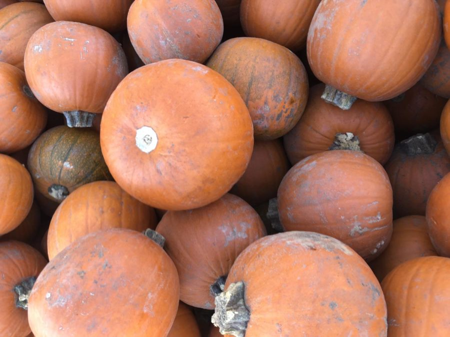 Flower Mound Pumpkin Patch gets in the fall spirit. (Jacob Lormand/ The Talon News)