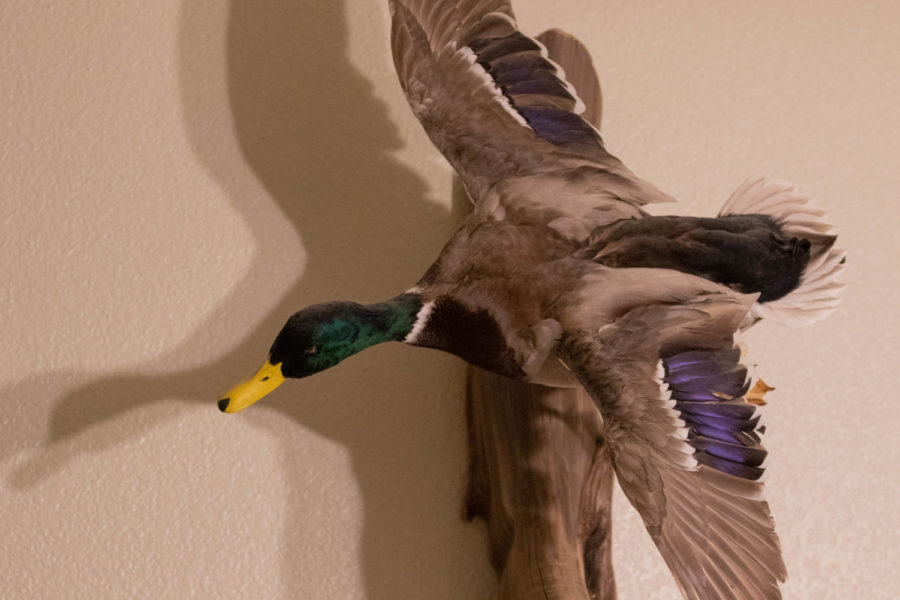 Mallard Duck- Shot by: Shane Olsen 
Location: