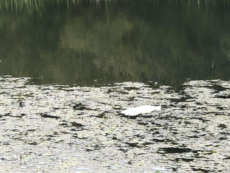 Pollution has become a big issue on the Argyle campus. (Stacy Short / The Talon News)