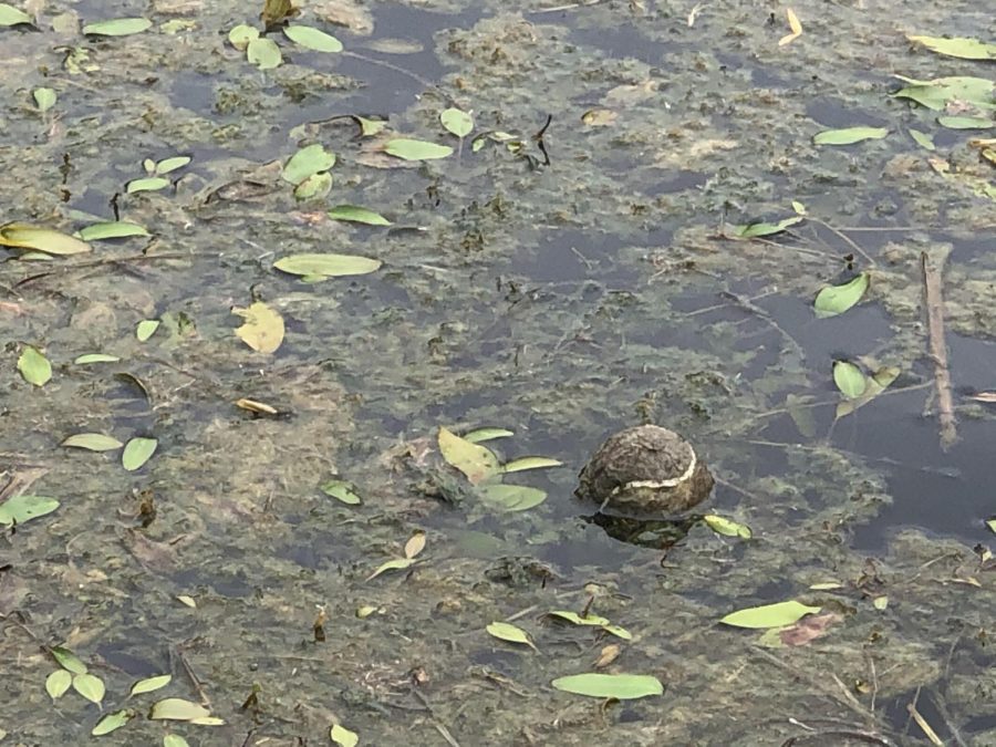 Pollution has become a big issue on the Argyle campus. (Stacy Short / The Talon News)