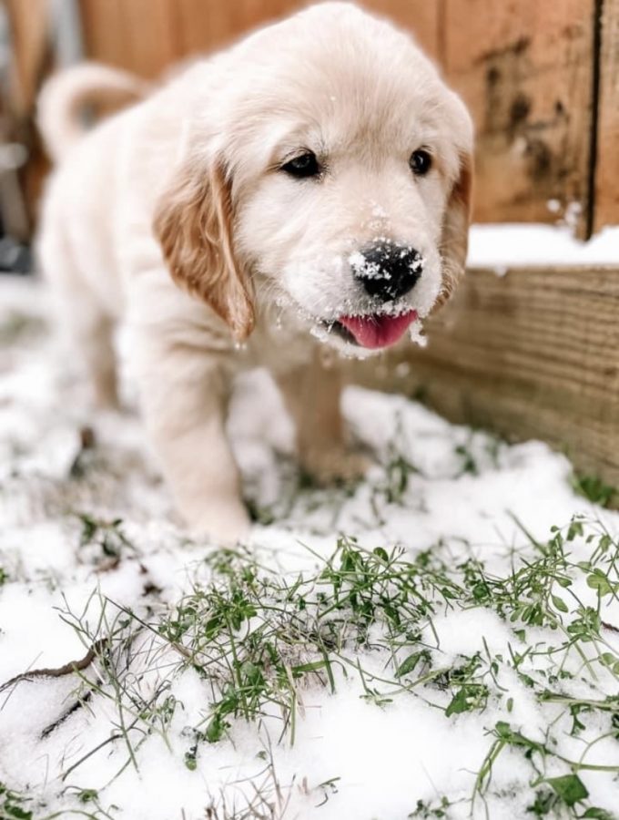 Took the puppies to play in the snow for the first time ever, and they are loved it. (Laney Richardson I The Talon News)