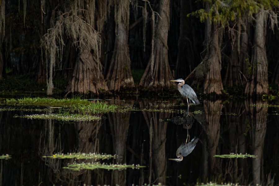 On August 3, 2022, the bird stands on the Caddo Lake in Texas. This photo won second place in the ATPI Animal photography category.
