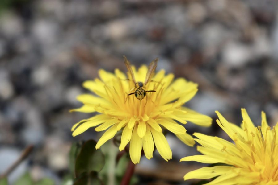 A+Hoverfly+collects+pollen+from+a+Dandelion+in+Yellowstone+National+Park+on+June+5%2C+2022.+