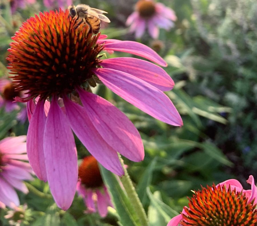 A Honeybee collects nectar from a Cone Flower in Northlake Texas on June 9th, 2021. 