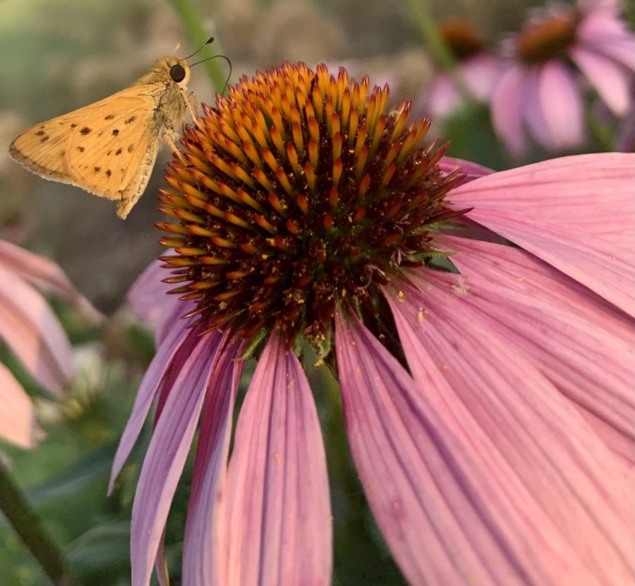 A Butterfly sips on nectar from a Cone flower in Northlake Texas on June 9th, 2021.